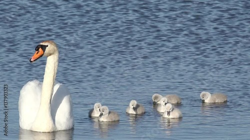swan with cygnets swimming in the lake 