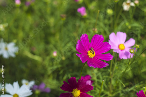 The beauty of the flowers in the garden © tewpai