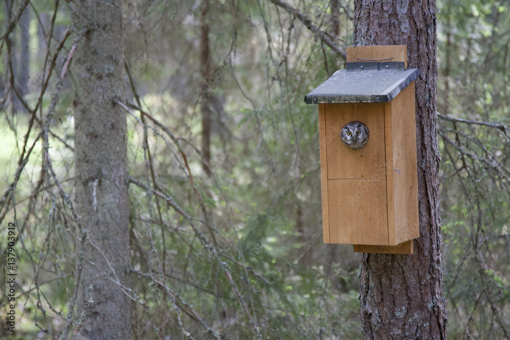 Tengmalms owl (Aegolius funereus) peering out of nestbox, Bergslagen, Sweden, June 2009 Tengmalms owl (Aegolius funereus) peering out of nestbox, Bergslagen, Sweden, June 2009