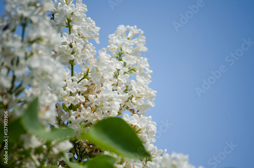 Blooming lilacs in the sun on a background of sky and green leaves.