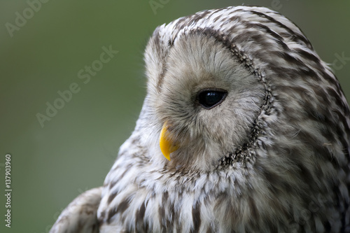 Ural owl (Strix uralensis) portrait, Bergslagen, Sweden, June 2009