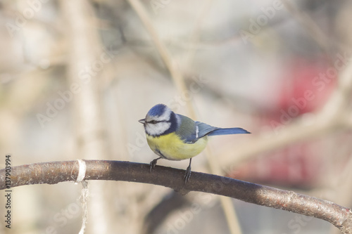 Eurasian blue tit, Cyanistes caeruleus, sitting in branches, closeup portrait, selective focus, shallow DOF