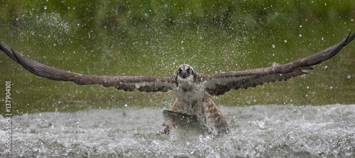 Osprey (Pandion haliaetus) fishing, Kangasala, Finland, August 2009 photo