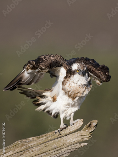 Osprey (Pandion haliaetus) perched on dead pine snag stretching wings, Cairngorms National Park, Scotland, July 2009