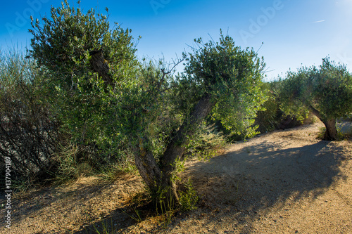 Olive tree in Catalonia