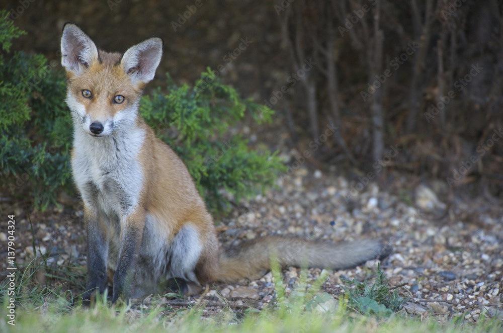 Urban Red fox (Vulpes vulpes) sitting, London, May 2009 Urban Red fox (Vulpes vulpes) sitting, London, May 2009