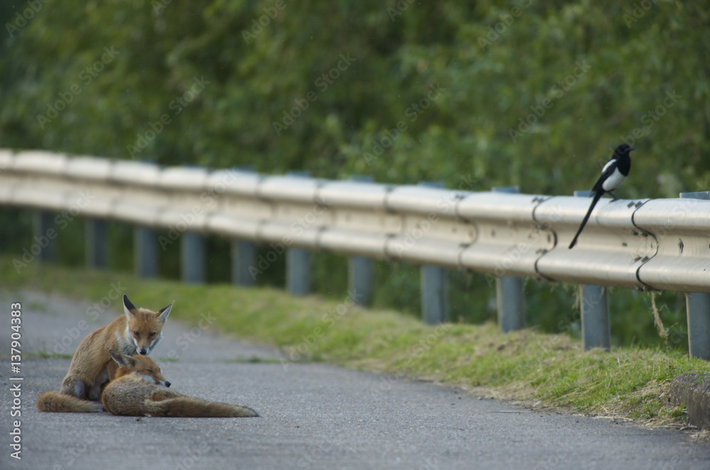 Two Urban Red foxes (Vulpes vulpes) at the edge of a road, with a Magpie (Pica pica) perched on roadside barrier, London, May 2009 Two Urban Red foxes (Vulpes vulpes) at the edge of a road, with a Magpie (Pica pica) perched on roadside barrier, London, May 2009