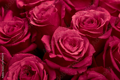 Bouquet of red colored rose flower with water drops on petals close-up as background.
