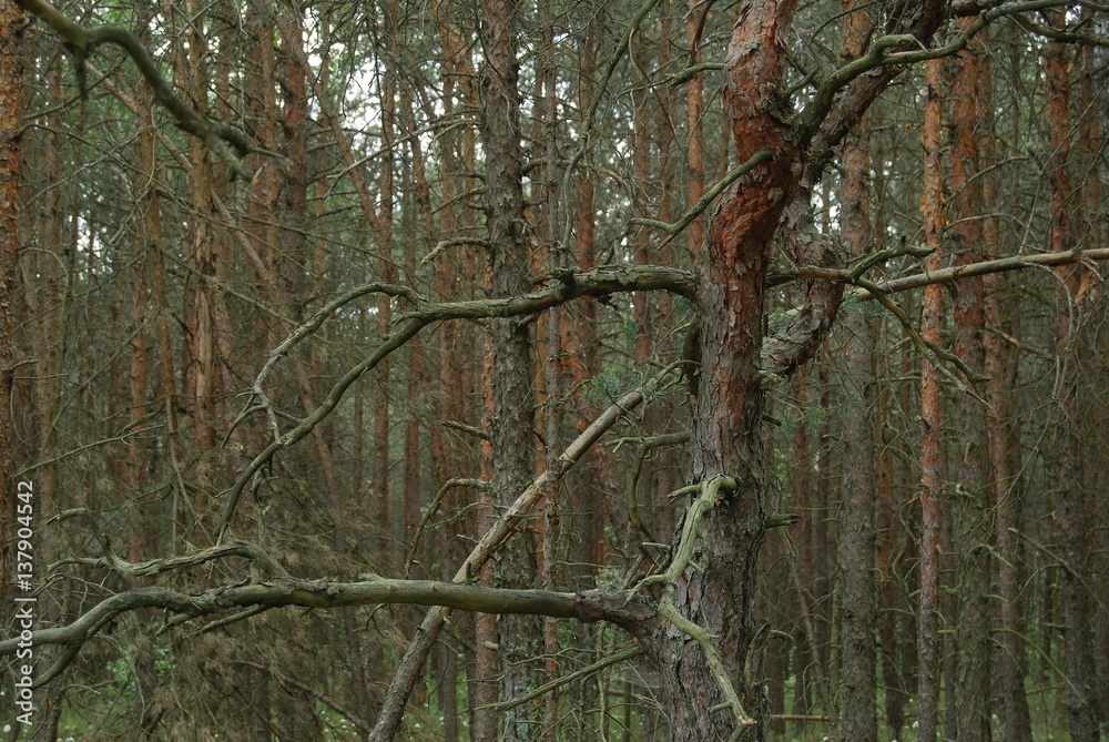 Poleski Park Narodowy, Sciezka Dydaktyczna Poleski Park Narodowy, Sciezka Dydaktyczna