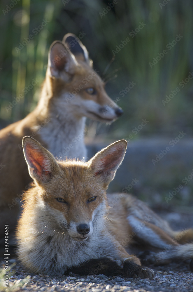 Urban Red foxes (Vulpes vulpes) resting in sun, London, June 2009 Urban Red foxes (Vulpes vulpes) resting in sun, London, June 2009