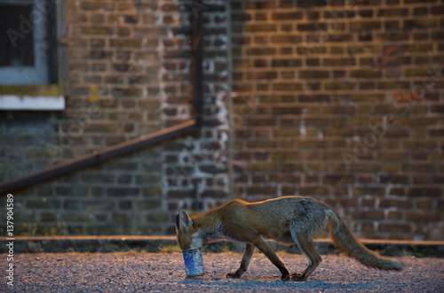 Urban Red fox (Vulpes vulpes) with head in tin can, London, June 2009