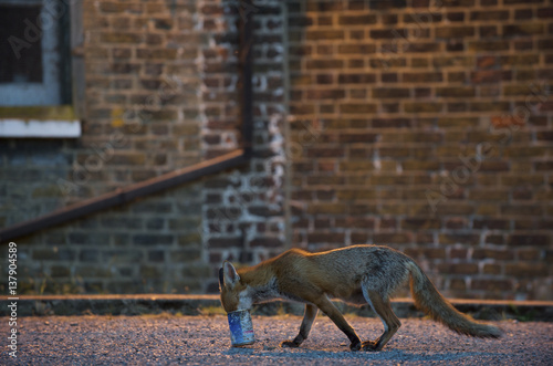 Urban Red fox (Vulpes vulpes) with head in tin can, London, June 2009 photo