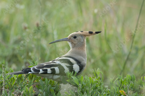 Hoopoe (Upupa epops) portrait, Moldova, June 2009 photo