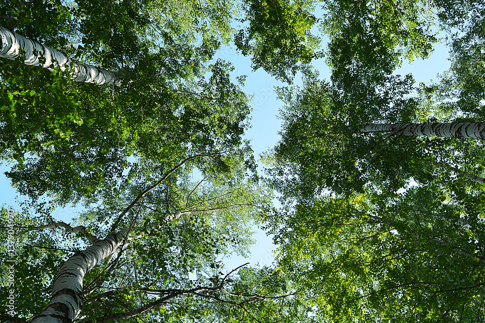 Fototapeta premium summer trees by blue sunny sky background