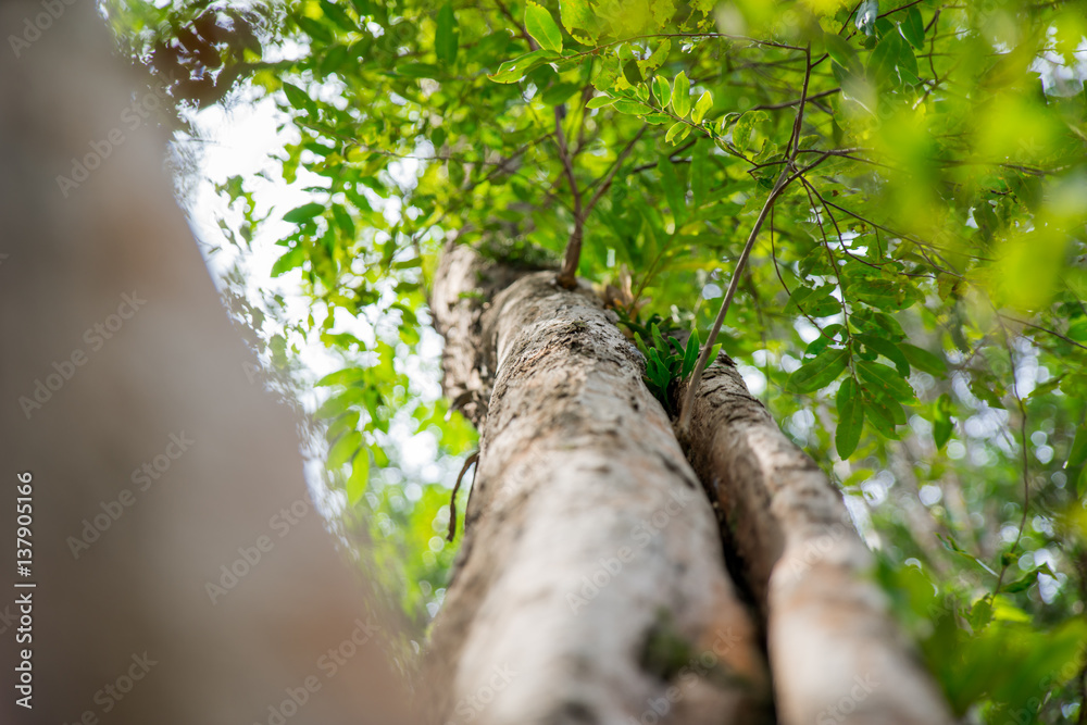 Fototapeta premium Sunlighting in the Thailand Forest