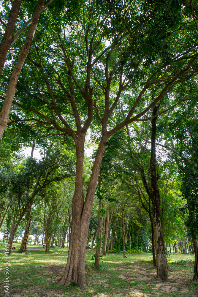 Sunlighting in the Thailand Forest