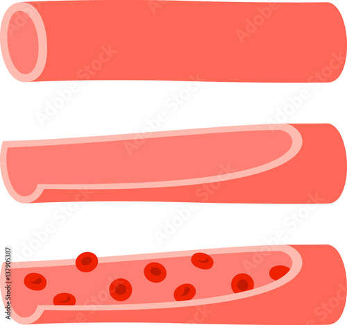 血管の断面と赤血球のイメージ