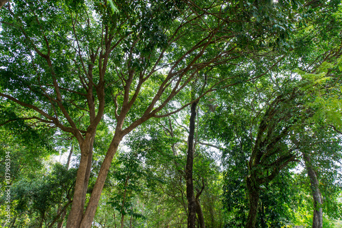 Sunlighting in the Thailand Forest