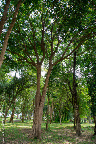 Sunlighting in the Thailand Forest