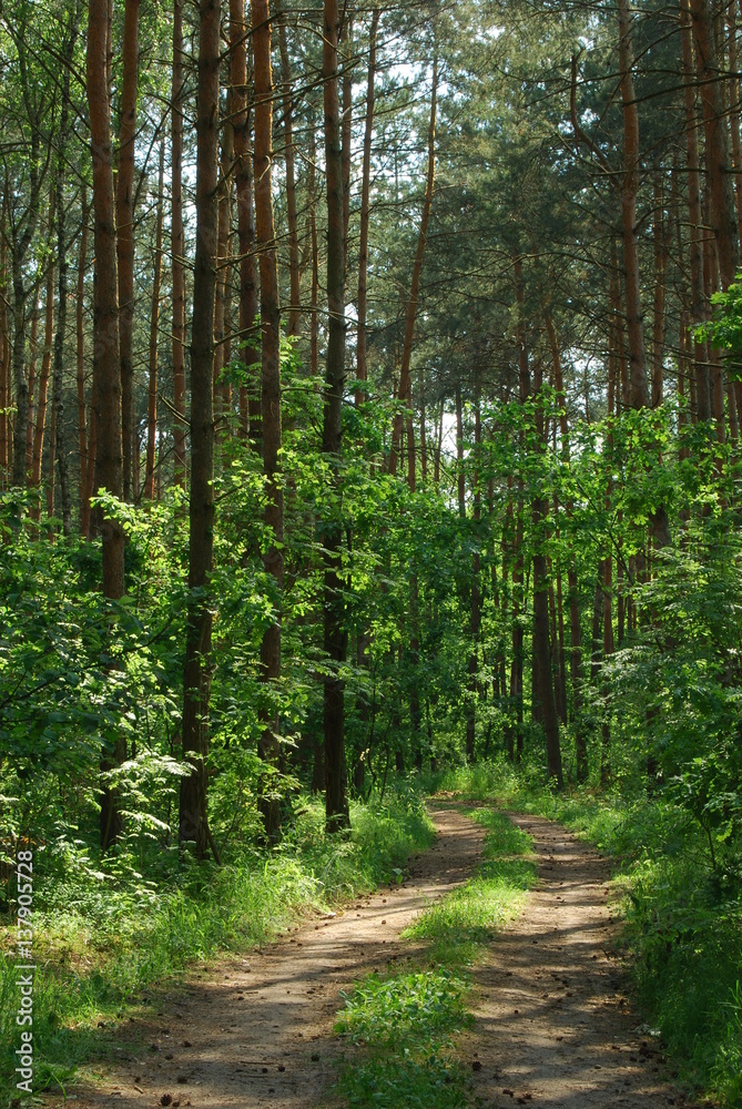 Obraz premium Poleski Park Narodowy,