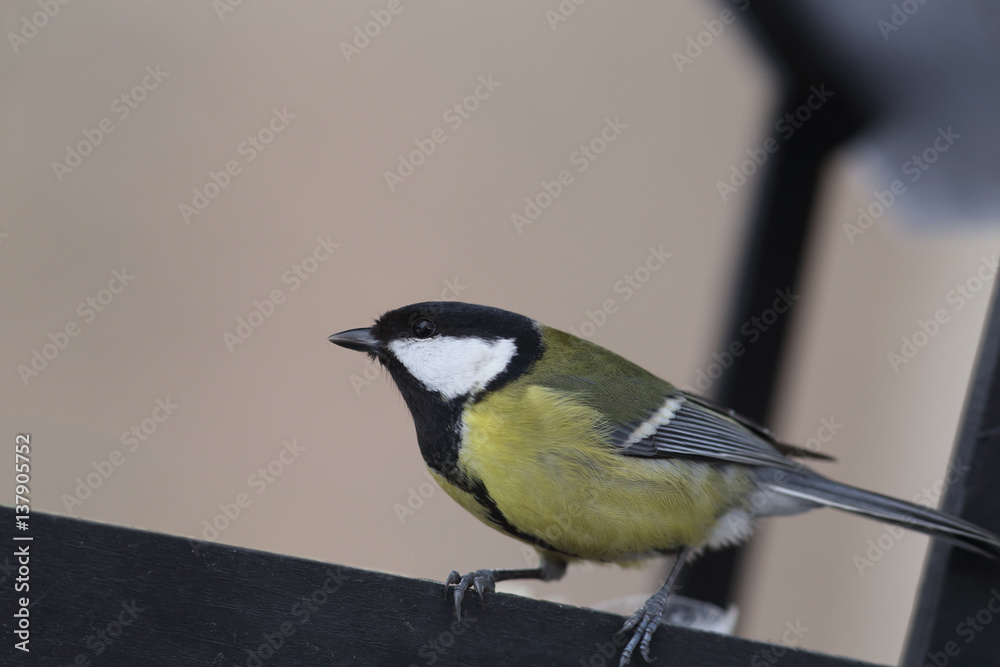 Obraz premium Pooch in winter's hungry time