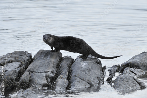 European river otter (Lutra lutra) on coastal rocks, Ardnamurchan, Scotland, January 2009 photo