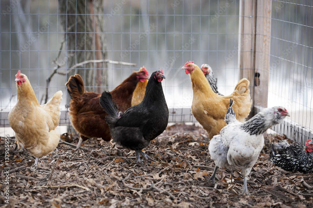Fototapeta premium Chicken