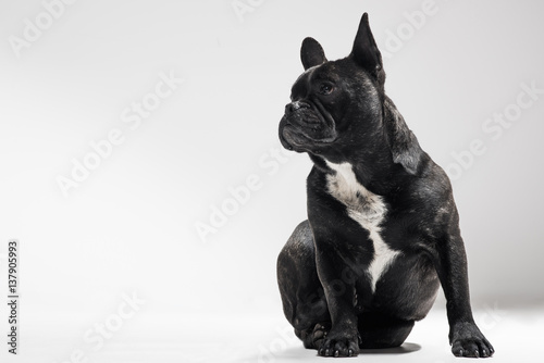  Portrait of French Bulldog Dog