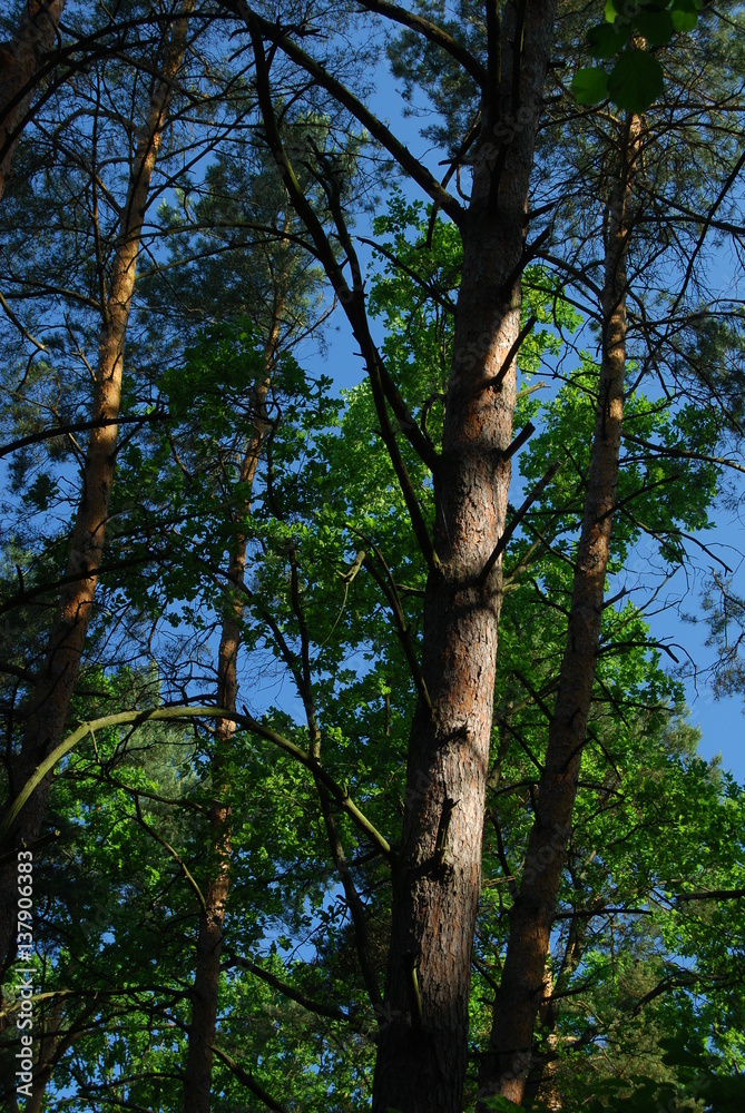 Fototapeta premium Poleski Park Narodowy.