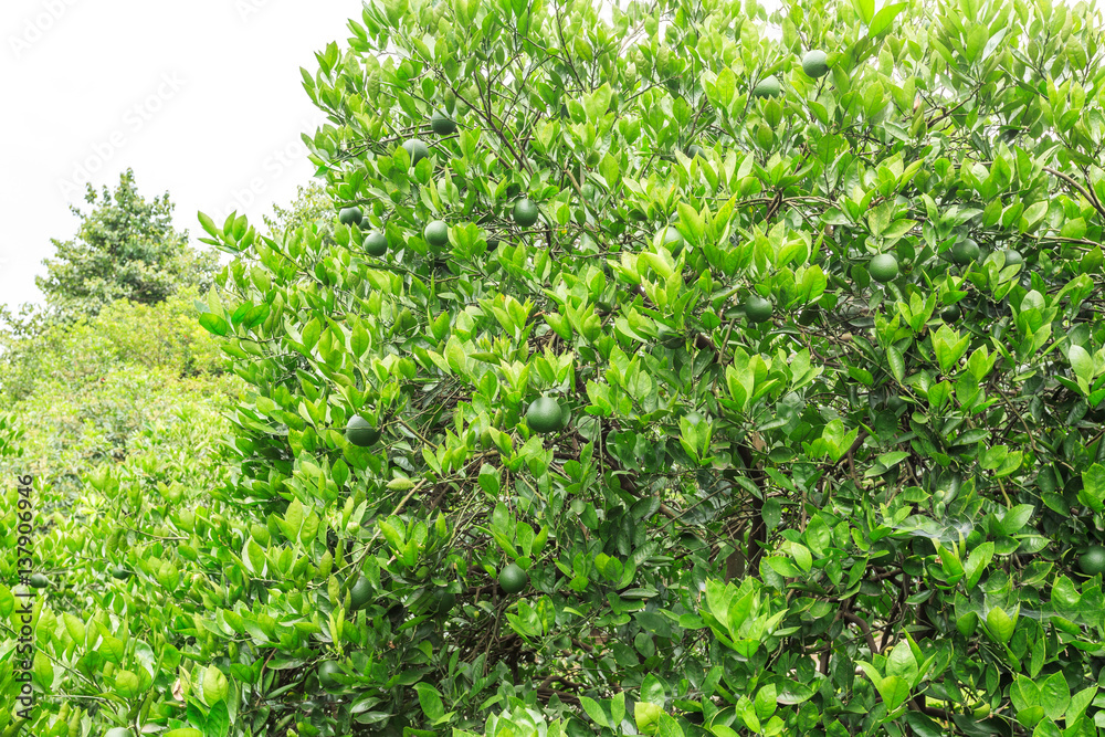 Orange tree Orange tree