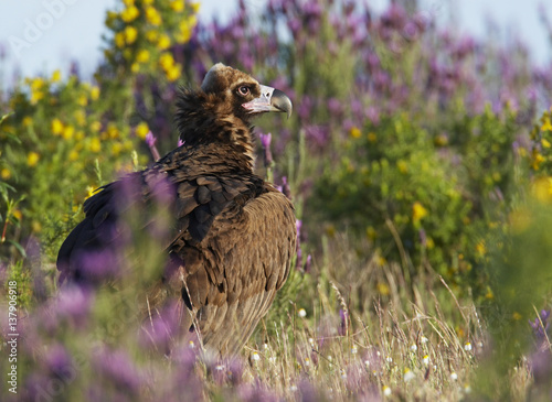 European black vulture (Aegyptus monacha) amongst flowers, Extremadura, Spain, April 2009 photo