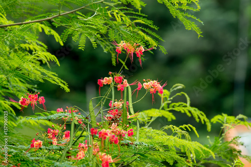 Close-up Flowers in Garden