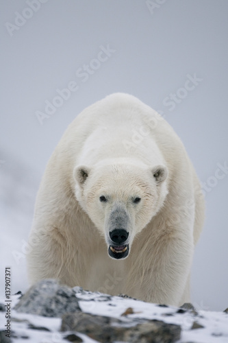 Polar bear (Ursus maritimus) portrait, Svalbard, Norway, September 2009 Wild Wonders kids book. photo