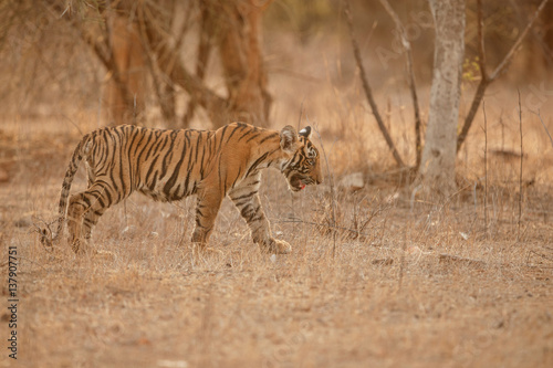 Tiger mother and cub in a beautifulbeautiful golden light in the nature habitat Ranthambhore National Park in India indian wildlife cute little cubs