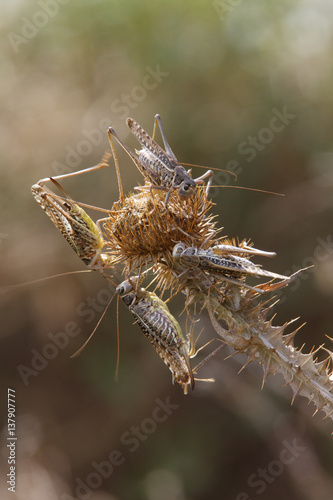 Four Migratory locusts (Locusta migratoria) feeding on vegetation, Bagerova Steppe, Kerch Peninsula, Crimea, Ukraine, July 2009 photo