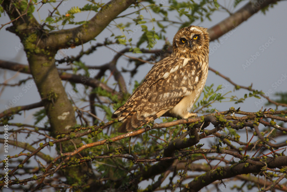 Young Short eared owl (Asio flammeus) in tree, Bagerova Steppe, Kerch Peninsula, Crimea, Ukraine, July 2009 Young Short eared owl (Asio flammeus) in tree, Bagerova Steppe, Kerch Peninsula, Crimea, Ukraine, July 2009