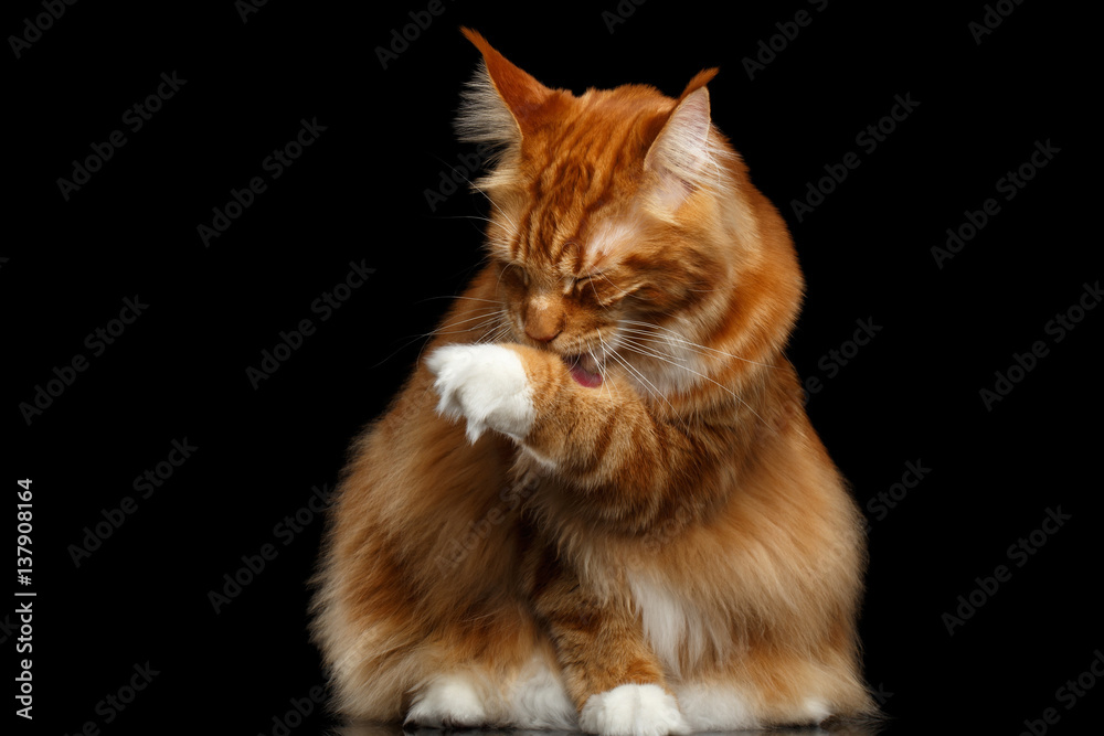 Huge Ginger Maine Coon Cat Sitting with Furry Tail and Licking paw Isolated on Black Background, front view