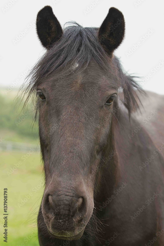 Obraz premium photo portrait of a black pony