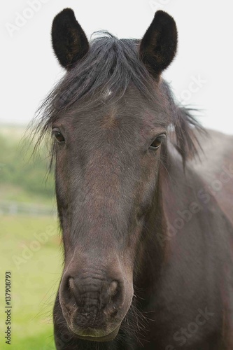 photo portrait of a black pony © rob francis
