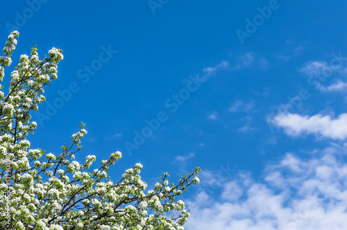 Blossom of a pear tree against the blue sky