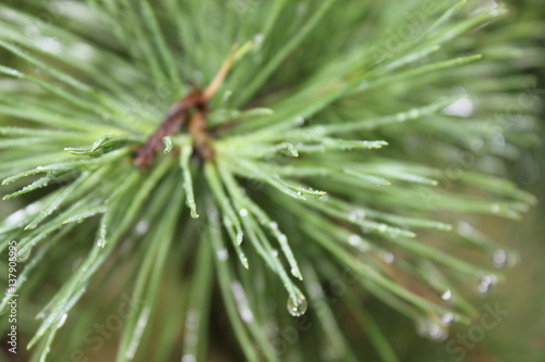 Drops of dew on pine needles 20084