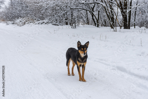 Mixed breed black dog standing on a snowy earth road looking around