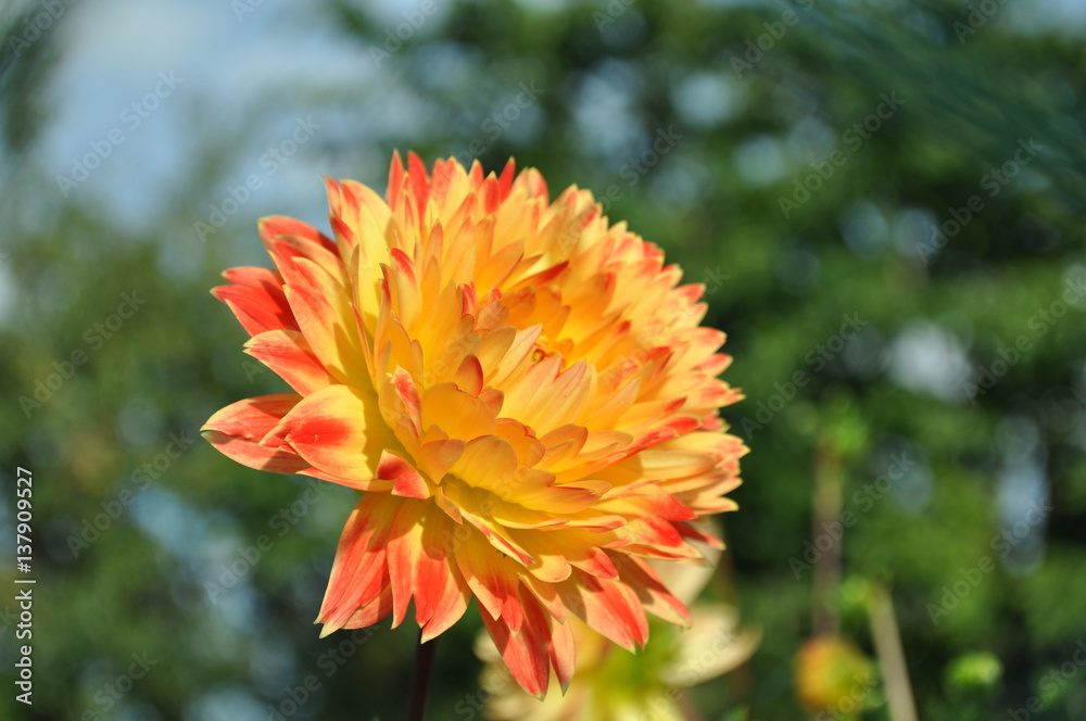 Dahlienblüte Dahlienblüte