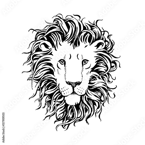 Vector lion isolated on white background