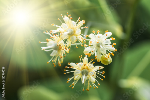 Dekoracja na wymiar  flowers-blossoming-tree-linden-tree-spring
