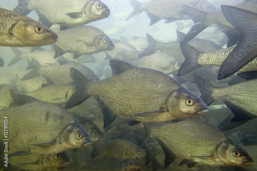 Bream (Abramis brama) and European chub (Leuciscus / Squalius cephalus) shoal in a calm part of the Rhine, Schaffhausen, Switzerland, February 2009. BOOK & WWE OUTDOOR EXHIBITION. Wild Wonders kids book. photo