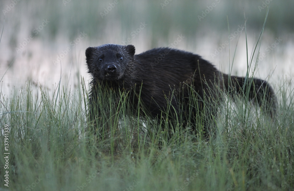 Eurasian wolverine (Gulo gulo) in long grass, Kuhmo, Finland, July 2008. BOOK & WWE OUTDOOR EXHIBITION. Eurasian wolverine (Gulo gulo) in long grass, Kuhmo, Finland, July 2008. BOOK & WWE OUTDOOR EXHIBITION.