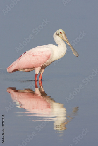 Roseate spoonbill  Platalea ajaja  standing in shallow water  Ding Darling NWR  Florida  USA