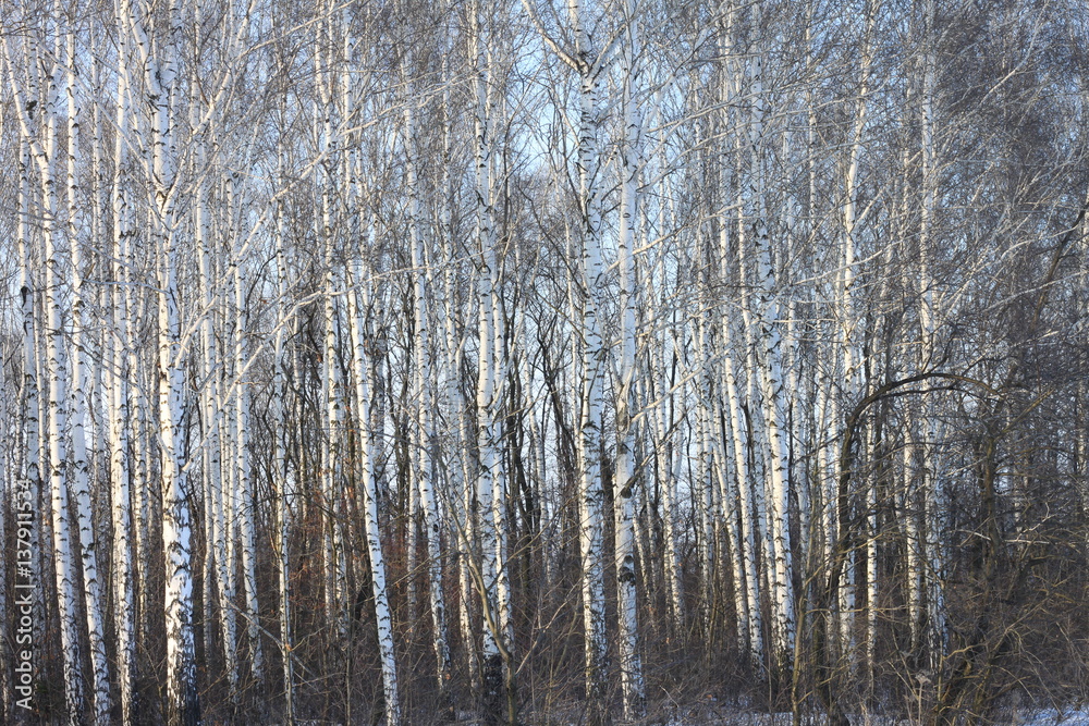 Birch trees in bright sunshine / trunks of birch trees in birch-wood Birch trees in bright sunshine / trunks of birch trees in birch-wood