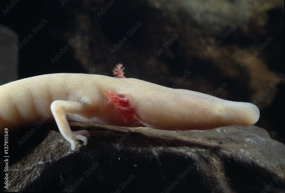 Olm Proteus Anguinus On Rock Oliero Cave Valle Del Brenta Commune Olm Proteus Anguinus On Rock Oliero Cave Valle Del Brenta Commune